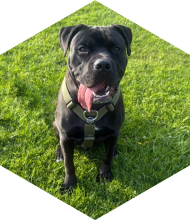 Profileimage