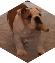 Profileimage
