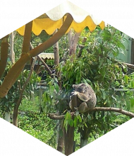 Profileimage