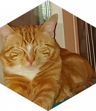 Profileimage