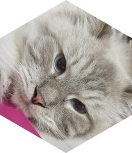 Profileimage
