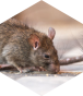 Opponent profile image
