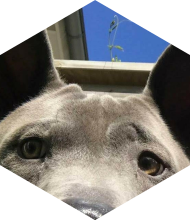 Profileimage