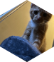 Opponent profile image