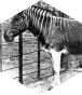 Opponent profile image