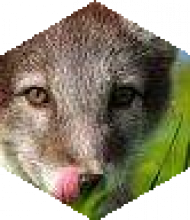 Profileimage