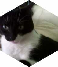 Profileimage