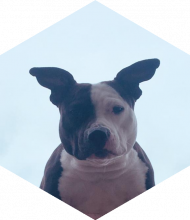 Profileimage