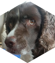 Profileimage
