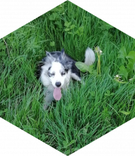 Profileimage
