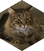 Profileimage