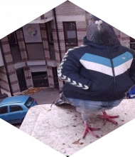 Profileimage