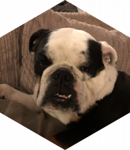 Profileimage