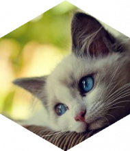 Profileimage