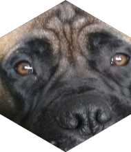 Profileimage