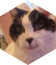 Profileimage